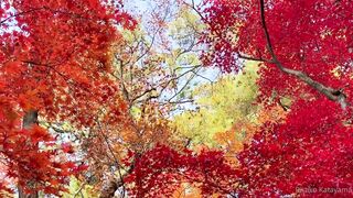 [393] Rikakodesu (Rikako Katayama aka katayama_rikako) OnlyFans Leaks your Enchanting Tokyo Japanese Muse