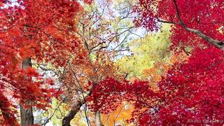 [393] Rikakodesu (Rikako Katayama aka katayama_rikako) OnlyFans Leaks your Enchanting Tokyo Japanese Muse