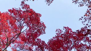 [393] Rikakodesu (Rikako Katayama aka katayama_rikako) OnlyFans Leaks your Enchanting Tokyo Japanese Muse