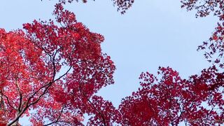 [393] Rikakodesu (Rikako Katayama aka katayama_rikako) OnlyFans Leaks your Enchanting Tokyo Japanese Muse