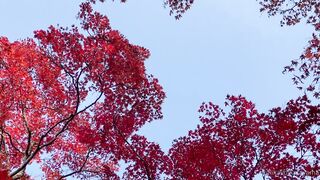 [393] Rikakodesu (Rikako Katayama aka katayama_rikako) OnlyFans Leaks your Enchanting Tokyo Japanese Muse