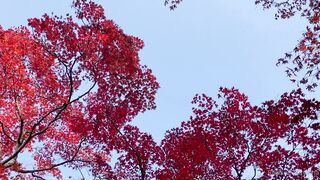 [393] Rikakodesu (Rikako Katayama aka katayama_rikako) OnlyFans Leaks your Enchanting Tokyo Japanese Muse