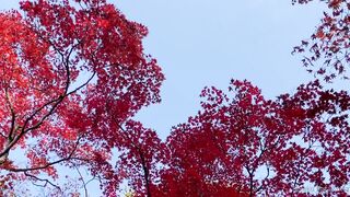 [393] Rikakodesu (Rikako Katayama aka katayama_rikako) OnlyFans Leaks your Enchanting Tokyo Japanese Muse