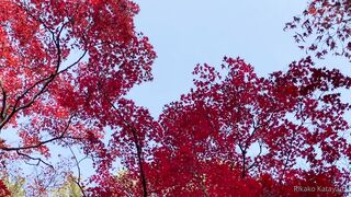 [393] Rikakodesu (Rikako Katayama aka katayama_rikako) OnlyFans Leaks your Enchanting Tokyo Japanese Muse