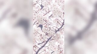 [462] Rikakodesu (Rikako Katayama aka katayama_rikako) OnlyFans Leaks your Enchanting Tokyo Japanese Muse