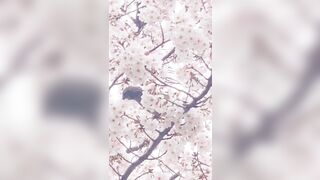 [462] Rikakodesu (Rikako Katayama aka katayama_rikako) OnlyFans Leaks your Enchanting Tokyo Japanese Muse