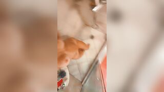 [49 of 65 Videos] Strawberryshan (Shan aka official_strawberry_shan) OnlyFans Leaks Issa Boo Wop Porn