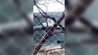 [43 of 72 Videos] Jacomaco (jagkoleen aka jacomaco69) OnlyFans Leaks Taiwanese Asian Chinese Hot Babe