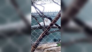 [43 of 72 Videos] Jacomaco (jagkoleen aka jacomaco69) OnlyFans Leaks Taiwanese Asian Chinese Hot Babe