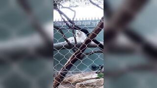 [43 of 72 Videos] Jacomaco (jagkoleen aka jacomaco69) OnlyFans Leaks Taiwanese Asian Chinese Hot Babe