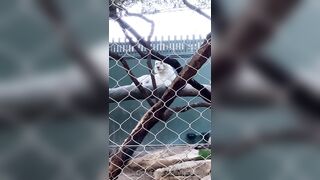 [43 of 72 Videos] Jacomaco (jagkoleen aka jacomaco69) OnlyFans Leaks Taiwanese Asian Chinese Hot Babe