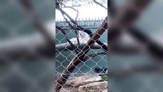 [43 of 72 Videos] Jacomaco (jagkoleen aka jacomaco69) OnlyFans Leaks Taiwanese Asian Chinese Hot Babe