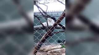 [43 of 72 Videos] Jacomaco (jagkoleen aka jacomaco69) OnlyFans Leaks Taiwanese Asian Chinese Hot Babe