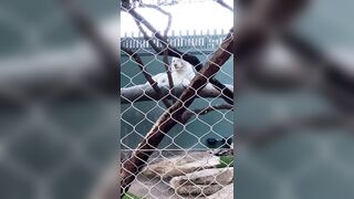 [43 of 72 Videos] Jacomaco (jagkoleen aka jacomaco69) OnlyFans Leaks Taiwanese Asian Chinese Hot Babe