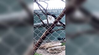 [43 of 72 Videos] Jacomaco (jagkoleen aka jacomaco69) OnlyFans Leaks Taiwanese Asian Chinese Hot Babe