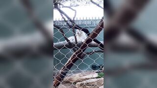 [43 of 72 Videos] Jacomaco (jagkoleen aka jacomaco69) OnlyFans Leaks Taiwanese Asian Chinese Hot Babe