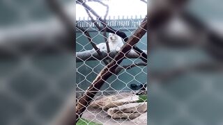 [43 of 72 Videos] Jacomaco (jagkoleen aka jacomaco69) OnlyFans Leaks Taiwanese Asian Chinese Hot Babe