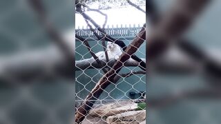 [43 of 72 Videos] Jacomaco (jagkoleen aka jacomaco69) OnlyFans Leaks Taiwanese Asian Chinese Hot Babe