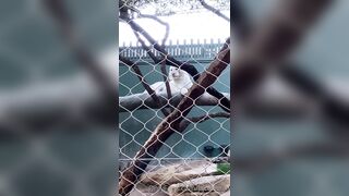 [43 of 72 Videos] Jacomaco (jagkoleen aka jacomaco69) OnlyFans Leaks Taiwanese Asian Chinese Hot Babe