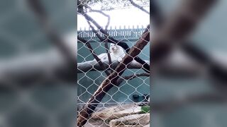 [43 of 72 Videos] Jacomaco (jagkoleen aka jacomaco69) OnlyFans Leaks Taiwanese Asian Chinese Hot Babe