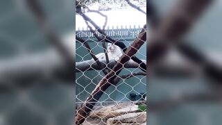 [43 of 72 Videos] Jacomaco (jagkoleen aka jacomaco69) OnlyFans Leaks Taiwanese Asian Chinese Hot Babe