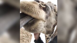 [232 of 239 Videos] Arnakarls (Arna Bara Karlsdottir) OnlyFans Leaks Blondie Whole Family Porn