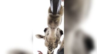 [232 of 239 Videos] Arnakarls (Arna Bara Karlsdottir) OnlyFans Leaks Blondie Whole Family Porn