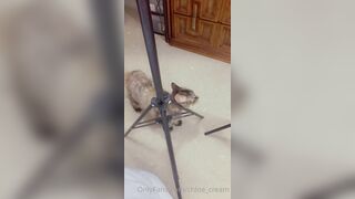 [87 of 96 Videos] Chloe_cream (Chloe Cream aka chloecream00 aka chloecreme) OnlyFans Leaks Blondie College Student