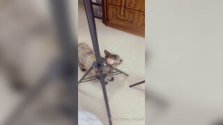 [87 of 96 Videos] Chloe_cream (Chloe Cream aka chloecream00 aka chloecreme) OnlyFans Leaks Blondie College Student