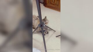 [87 of 96 Videos] Chloe_cream (Chloe Cream aka chloecream00 aka chloecreme) OnlyFans Leaks Blondie College Student