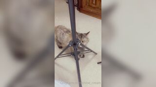 [87 of 96 Videos] Chloe_cream (Chloe Cream aka chloecream00 aka chloecreme) OnlyFans Leaks Blondie College Student