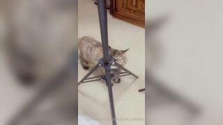 [87 of 96 Videos] Chloe_cream (Chloe Cream aka chloecream00 aka chloecreme) OnlyFans Leaks Blondie College Student