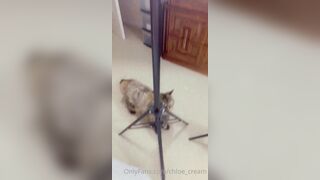 [87 of 96 Videos] Chloe_cream (Chloe Cream aka chloecream00 aka chloecreme) OnlyFans Leaks Blondie College Student