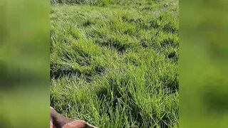 [120 of 179 Videos] Siennagarciaog (Sienna Garcia aka samuelandsienna) OnlyFans Leaks nofacefantasy