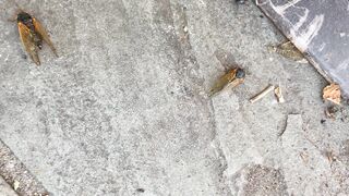 [41 of 72 Videos] Katy_belle (bellebunnybabyy) OnlyFans Leaks Nude Playboy Bunny