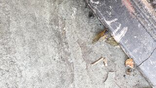 [41 of 72 Videos] Katy_belle (bellebunnybabyy) OnlyFans Leaks Nude Playboy Bunny