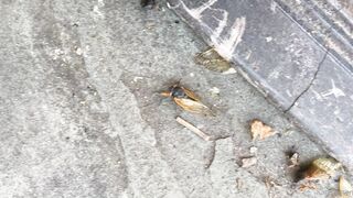 [41 of 72 Videos] Katy_belle (bellebunnybabyy) OnlyFans Leaks Nude Playboy Bunny