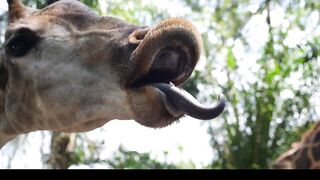 [261 of 306 Videos] Asianvixen4u (AsianClimax) OnlyFans Leaks Asian Chinese Climax Queen