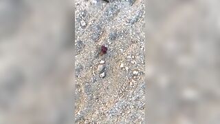 [96 of 156 Vids] Adrianachechik (Adriana Chechik) OnlyFans Leaks Nude Pro Pornstar