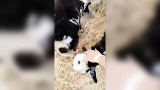 [97 of 156 Vids] Adrianachechik (Adriana Chechik) OnlyFans Leaks Nude Pro Pornstar