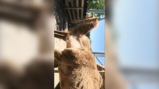 [97 of 156 Vids] Adrianachechik (Adriana Chechik) OnlyFans Leaks Nude Pro Pornstar