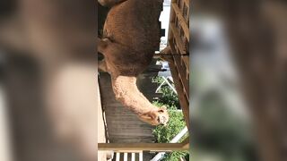 [97 of 156 Vids] Adrianachechik (Adriana Chechik) OnlyFans Leaks Nude Pro Pornstar