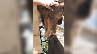 [97 of 156 Vids] Adrianachechik (Adriana Chechik) OnlyFans Leaks Nude Pro Pornstar