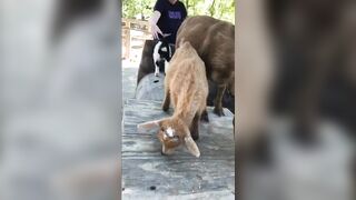 [97 of 156 Vids] Adrianachechik (Adriana Chechik) OnlyFans Leaks Nude Pro Pornstar