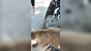 [97 of 156 Vids] Adrianachechik (Adriana Chechik) OnlyFans Leaks Nude Pro Pornstar