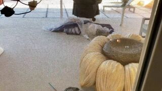 [64 of 75 Vids] Adrianachechik PPV (BratNasty aka Adrian Chechik) OnlyFans Leaks AVN performer