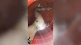 [152 of 492 Vids] Circasays (circasuicide) OnlyFans Leaks Nude Travel Obsessed Clown