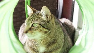 [547 of 550 Vids] Izzy_xx (izzy_xx7 aka thexxgirl aka BlancNoir) OnlyFans Leaks Nude