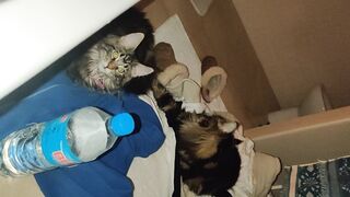 [30 of 150 Vids] Hannahjames710 (Hannah James) OnlyFans Leaks Nude Spanish