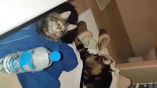 [30 of 150 Vids] Hannahjames710 (Hannah James) OnlyFans Leaks Nude Spanish